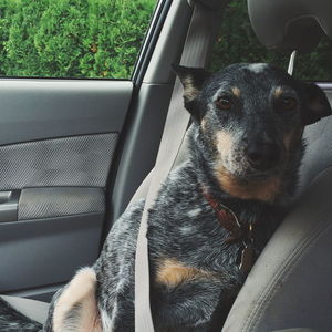 Portrait of dog sitting in car