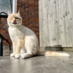 pet