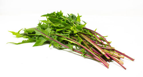 High angle view of plant against white background