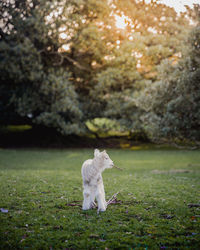 Lamb in field with sunlight