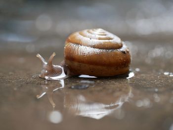 Close-up of snail