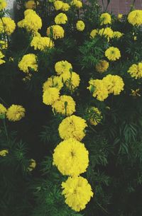 Close-up of yellow flowers