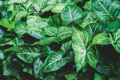 Full frame shot of fresh green leaves