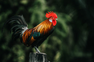 Close-up of rooster