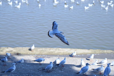 Seagulls flying over sea