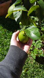 Close-up of hand holding fruit on tree