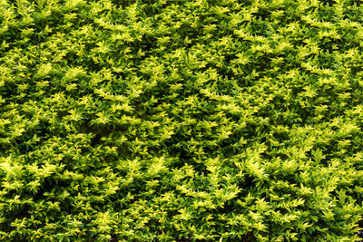 Full frame shot of green leaves