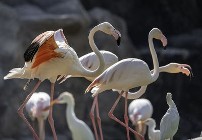 View of birds perching on water