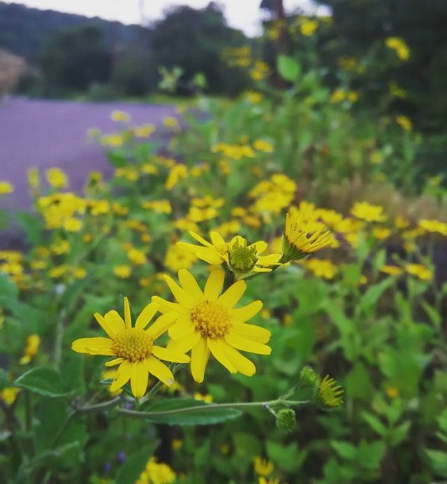 flower, yellow, freshness, petal, fragility, growth, beauty in nature, focus on foreground, flower head, blooming, nature, plant, close-up, in bloom, field, selective focus, blossom, stem, park - man made space, botany