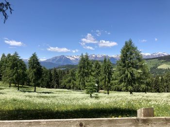 Trees on field against sky