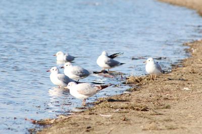 Seagulls on beach