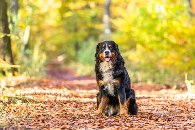 Portrait of dog sitting in park during autumn