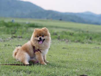 Full length of a dog on field