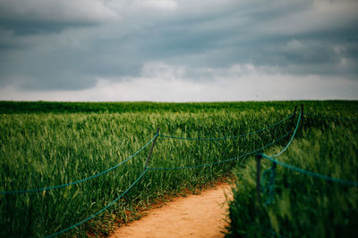 Scenic view of wheat field against sky