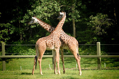 Giraffe standing on field in zoo