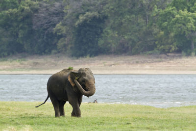 Elephant in a forest