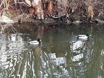 Ducks swimming in a lake