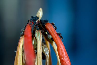 Close-up of ants on bud