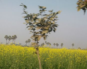 View of oilseed rape field against clear sky