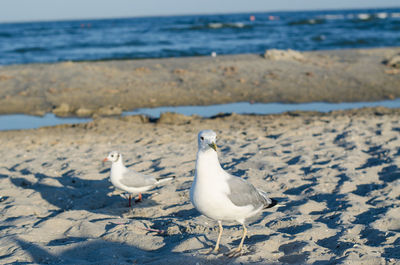Seagulls perching on a beach