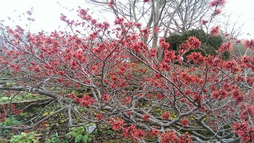 Close up of red flowers