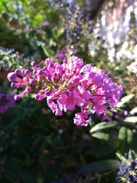 Close-up of pink flowering plant