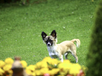 Portrait of dog on field