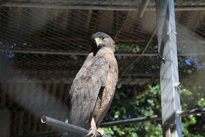 Close-up of bird perching in cage