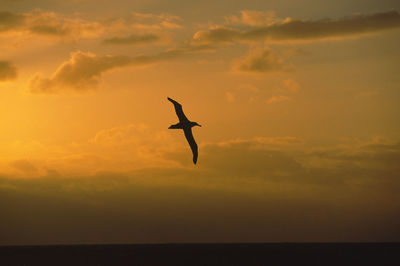 Silhouette of flying bird at sunset