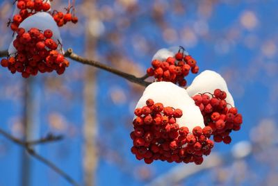 Close-up of berries on tree against sky