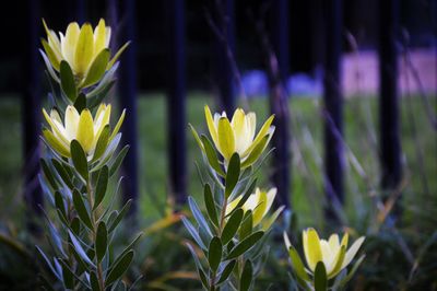 Close-up of yellow flowering plant 