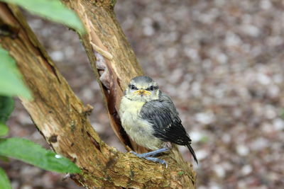 Close-up of a bird perching on tree trunk