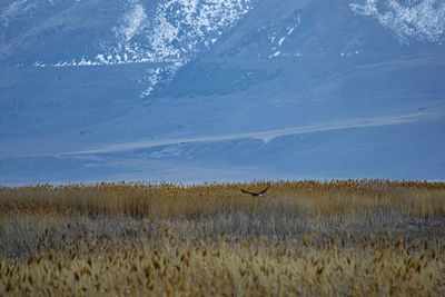 View of an animal on land