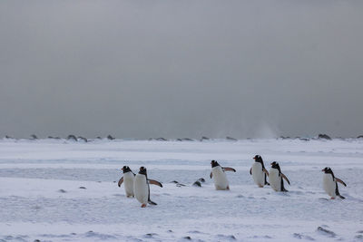 View of birds on snow covered landscape