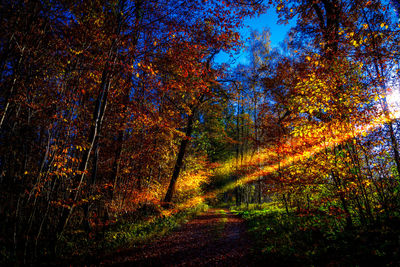 Close-up of illuminated trees against sky during sunset