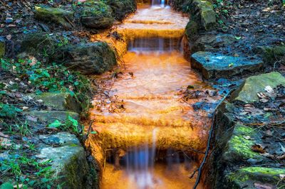 Stream flowing through forest