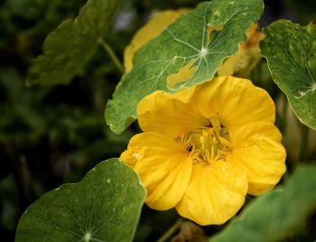 Close-up of yellow flower