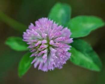 Close-up of purple flower blooming outdoors