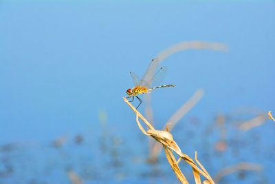 Close-up of insect on plant