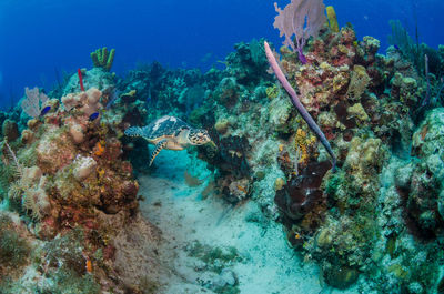 Hawksbill turtle swimming through coral