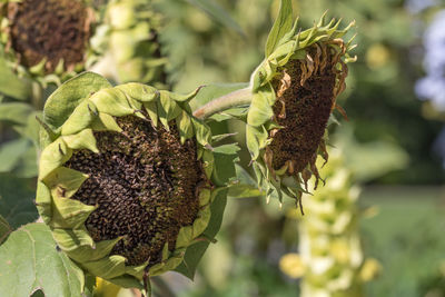 Close-up of thistle