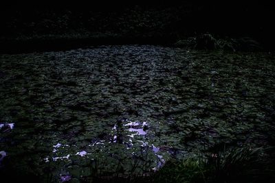 High angle view of flower trees on field in forest