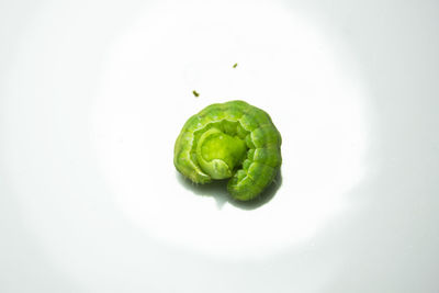 Close-up of green leaf in water against white background