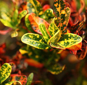 Close-up of fresh green leaves