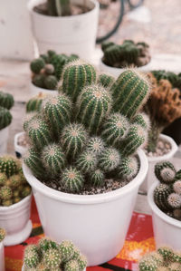 High angle view of potted plants in greenhouse