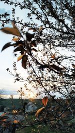 Low angle view of flowering plant against sky