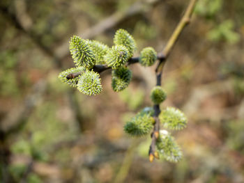 Close-up of flower buds growing outdoors