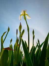 Close-up of flowering plant against sky