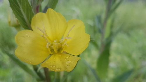 Close-up of yellow flower blooming outdoors