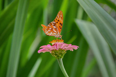 Close-up of butterfly pollinating on pink flower